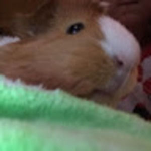 Meet your Posher, Avery